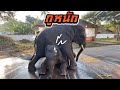 บักบัวกูหนัก😅ร้องนั่น❗️โดนพี่บัวบานทับ⚠️ดิ้นไม่ออก😭elephant