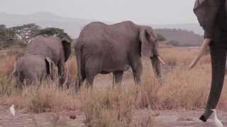 One year on - Zombe's calf is thriving in Amboseli