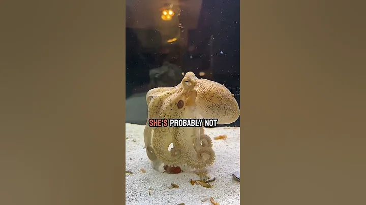 Can my octopus open the jar with a missing arm?