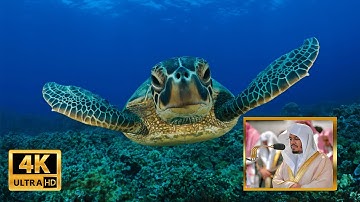 تلاوة خاشعة لسورة الواقعة  بصوت الشيخ ياسر الدوسري