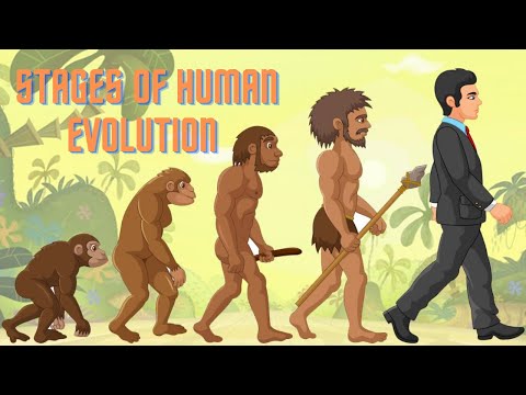 History of Human Evolution on Earth / Stages and Facts