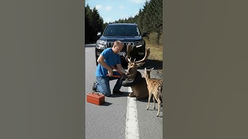 Act of Kindness — Man Rescues a Deer Mother with antlers trapped in tire