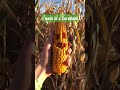 somewhere in #idaho I went into a #cornfield and meet #akbar #jefferydallas #farmstead #cornmaze