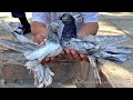 Птичий рынок г. Ташкент - ГОЛУБИ (19.06.2021) / Uzbek Pigeons