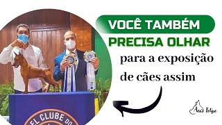 Você também poderá atuar nesta área se entender sobre exposição de cães