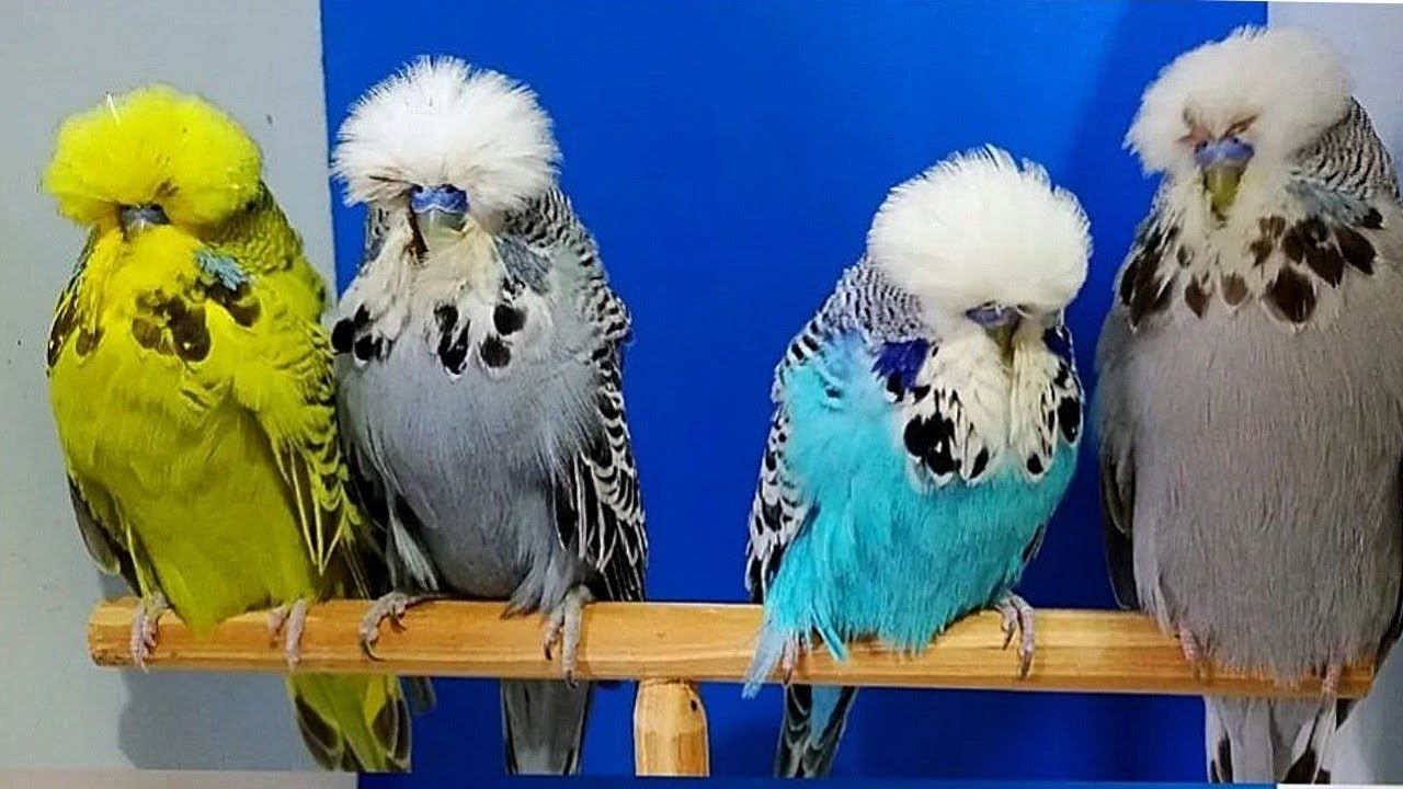 تجهيز الانجليزي لمواسم التفريخ