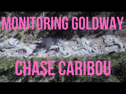 Chase Caribou Road Restoration | Monitoring Goldway