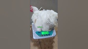 How I Use Black Soldier Fly Larvae to Feed my Chicken Catalogue link in the description
