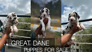 Great Dane Puppies For Sale | great dane dogs | More Details On My Description.#greatdane#dog#puppy