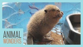 Baby Beaver Has A Name!