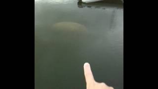 Oh the hu manatee ! Key Largo houseboat visitor!