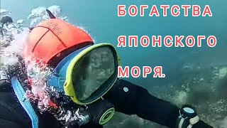 Богатства японского моря. Дайвинг Владивосток. Дайвинг в Приморье. Подводный мир дайвинг.