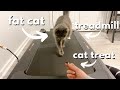 I tried teaching my 5 cats to walk on the treadmill