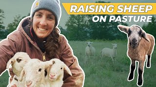 How to Raise Sheep  [Regenerative Agriculture]