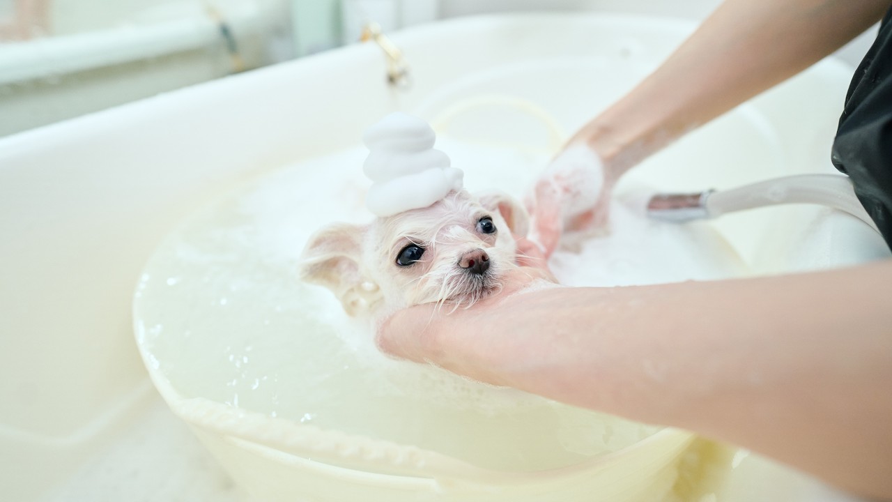 ASMR ✂️ 真っ白な子犬のはじめてのトリミング（ハサミ音、ブラッシング、シャンプー、ドライヤー）