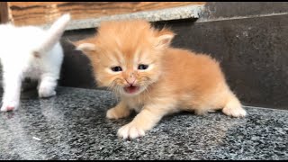 Kittens crying for help
