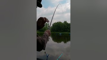 Chắc chắn con này rất to #fishing #caucathugian #fish #rôphi