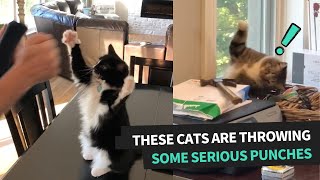 Cats Hilariously Slap Their Owners | Funny Cat Videos by Animal Antics 5,249 views 2 years ago 3 minutes, 5 seconds