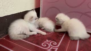 They are starting to learn how to walk😽 by JunPetsWorld 121 views 2 years ago 2 minutes, 51 seconds