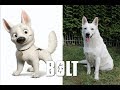 Bolt in real life  all characters 2018  omg kids