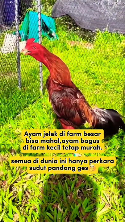 Betul apa betul 🤭 #shorts #rooster #chicken #story #ayam #laga #fighter #petarung