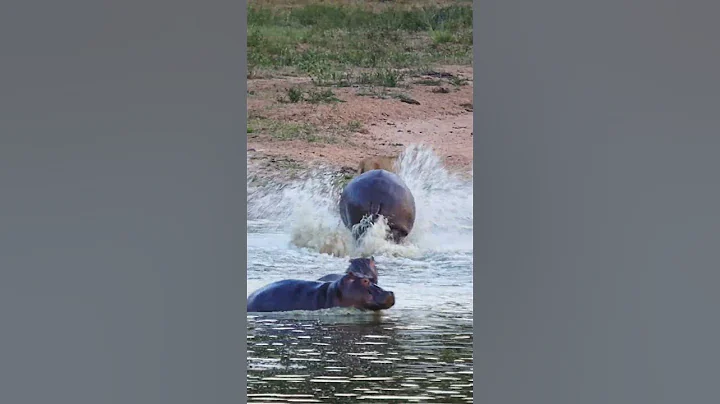 Angry hippo charges lion drinking her home 🤣