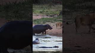 Angry Hippo Charges Lion Drinking Her Home 🤣