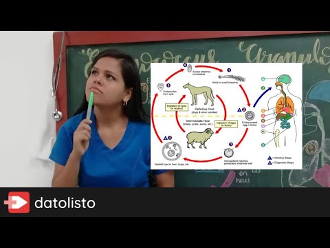 ECHINOCOCCUS GRANULOSUS - PARASITOLOGÍA (Ciclo de vida, sencillo de aprender)😲