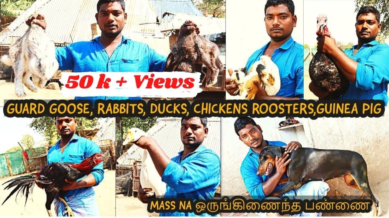 Integrated farm| duck, rabbit,guinea pig,goat,dog in tamilnadu | Trichy | EP 62