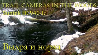 ВЫДРА И НОРКА Trail cameras in the woods