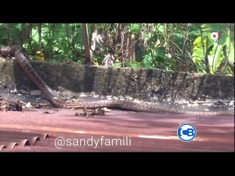 Video: Ya - una serpiente que se puede encontrar cerca del agua