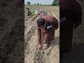 Cauliflower Progress After Hilling &amp; Weeding" #farmingtraditions #agriculture #agriculturefarming