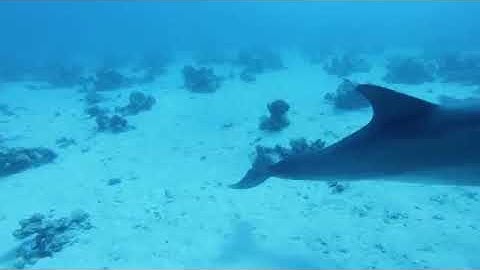 سورة العاديات للشيخ / محمد رفعت رحمه الله تعالى