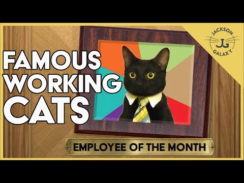 Jobs That Involve Cats