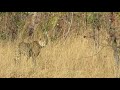 Busanga plains and Kasabushi in the Kafue National Park, Zambia