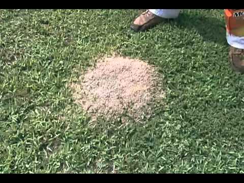 Controlling Red Imported Fire Ants