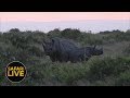 safariLIVE - Sunset Safari - November 16, 2018