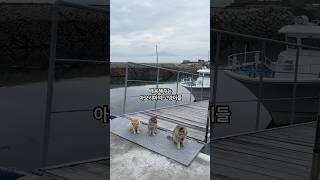 부디, 부디 건강하길 #아오시마고양이들 #아프지마 #일본 #여행 #마쓰야마 #아오시마 #고양이 #松山　#青島　#猫#matsuyama #aoshima #cat@chikisu