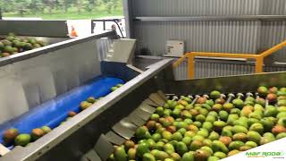 2021 - VERTEX PACKING (AUSTRALIA) - Mango Grading and Packing Line
