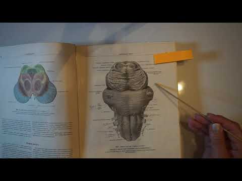 Medulla oblongata i pons -  predavanje Anatomija i fiziologija čovjeka