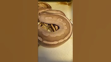 Mystic Potion X Lesser.