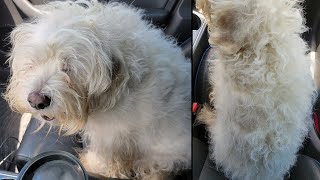 Dog Grooming A Dog That Fell Off The Bed