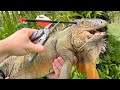 REMOVING ARROW FOUND SHOT IN HELPLESS IGUANAS HEAD ! WHO WOULD DO THIS ?!