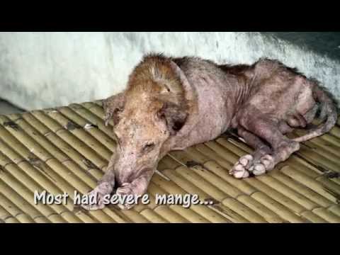 what is the dog meat trade