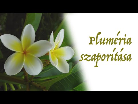 Videó: Plumeria - A Halhatatlanság Szimbóluma