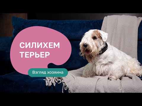 Силихем-терьер: все о породе, плюсы и минусы — шоу «Ожидание/реальность»