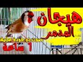 الحسون المدمر من جديد فيديو حصري بتبتة نار