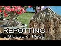 Repotting  desert rose  adenium plants for bigger caudex