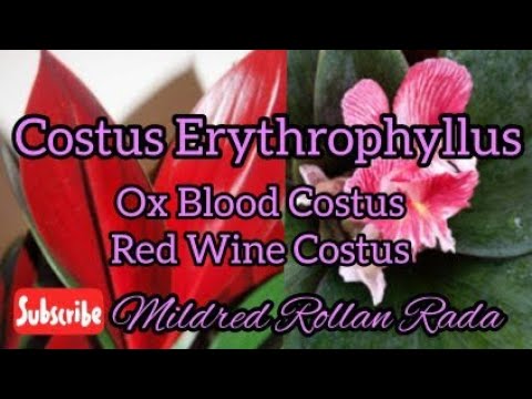 Video: Ano Ang Oxblood Lily: Mga Tip Para sa Pag-aalaga ng Oxblood Lily Sa Mga Hardin