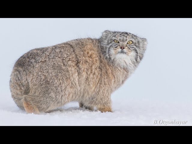 Pallas Cat Steppe Wildlife Conservation Research